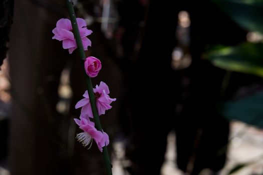 UME flower- japanese plum blossom