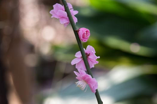 UME flower- japanese plum blossom