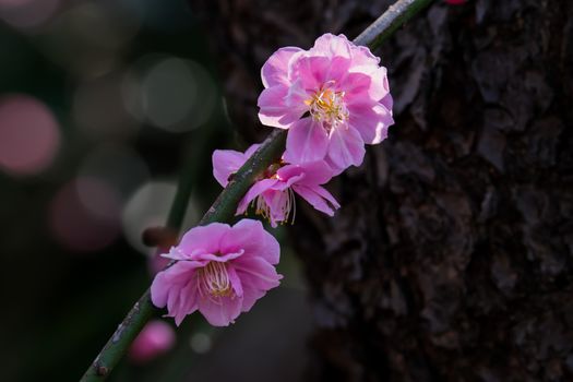 UME flower- japanese plum blossom