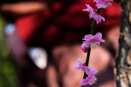 UME flower- japanese plum blossom