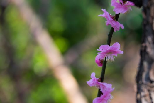 UME flower- japanese plum blossom