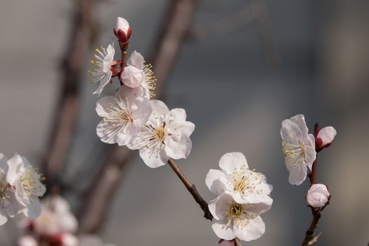 UME flower- japanese plum blossom