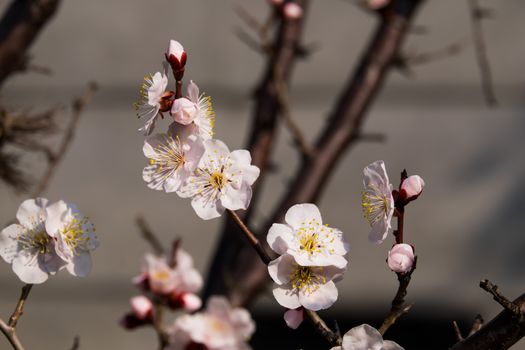 UME flower- japanese plum blossom