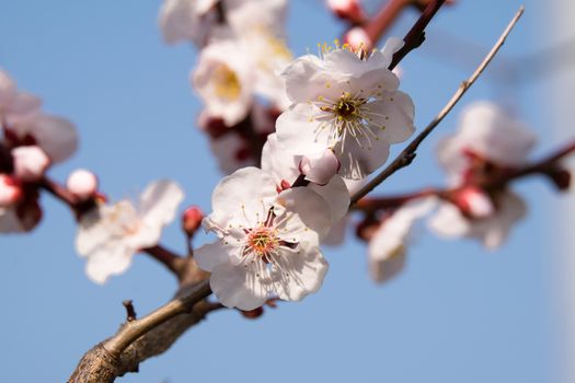 UME flower- japanese plum blossom