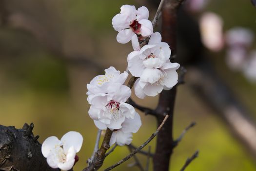 UME flower- japanese plum blossom