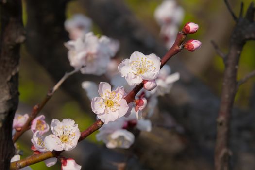 UME flower- japanese plum blossom