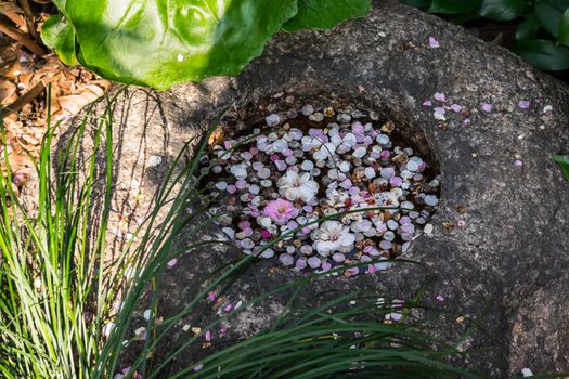 UME flower- japanese plum blossom