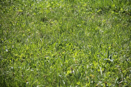 Green grass close up texture