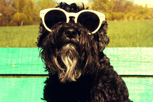 Black Miniature Schnauzer with sunglasses