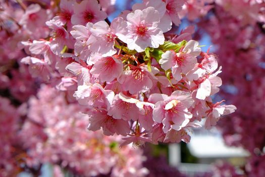 pink cherry blossom in full bloom