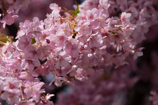 pink cherry blossom in full bloom