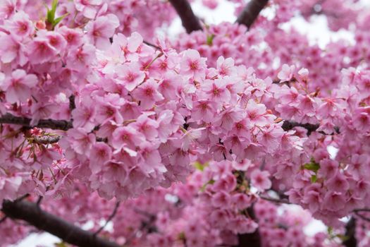 pink cherry blossom in full bloom