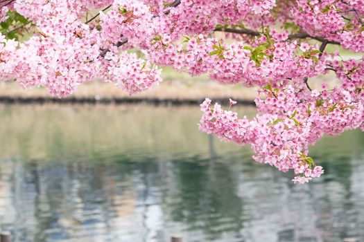 pink cherry blossom in full bloom