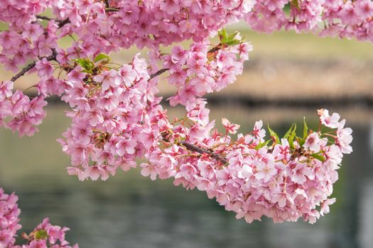 pink cherry blossom in full bloom