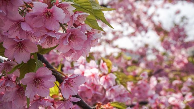 pink cherry blossom in full bloom