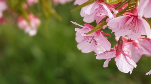 pink cherry blossom in full bloom