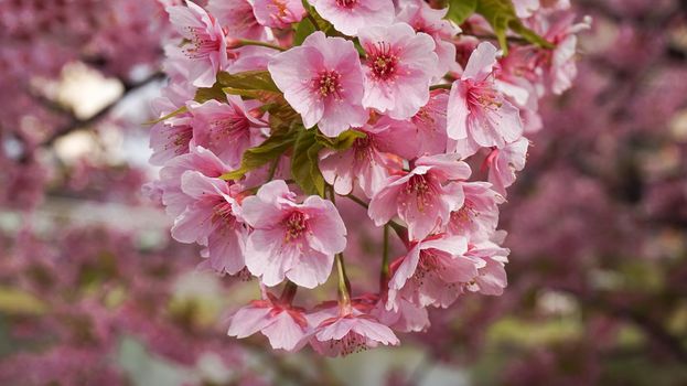 pink cherry blossom in full bloom