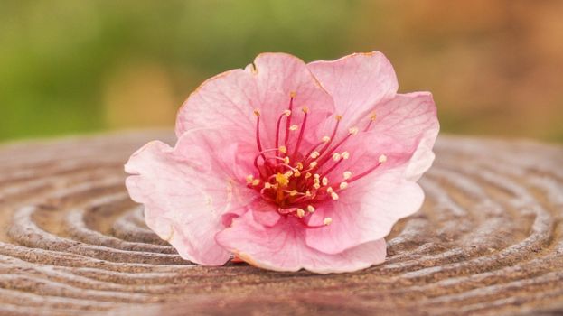 one japanese cherry on stump