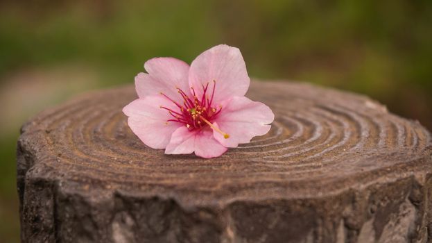 one japanese cherry on stump