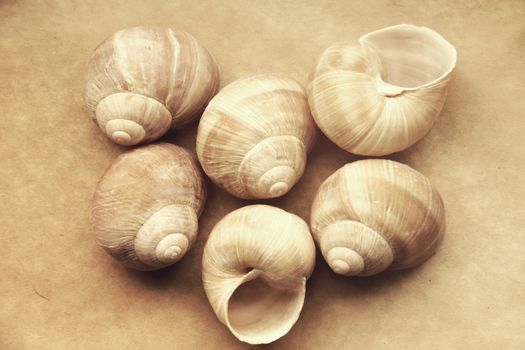 Shells of grape snails on old paper