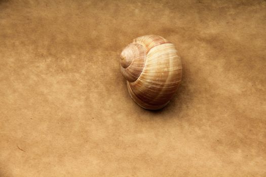 Shell of grape snail on old paper