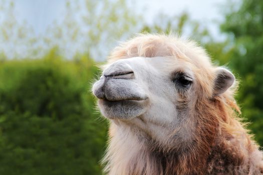 Camel portrait of animal close up photo