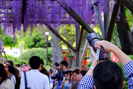 photographer and fuji flower at kameidotenjin in japan;29 April 2015