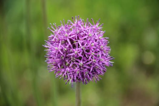 Garlic flower close up on green background