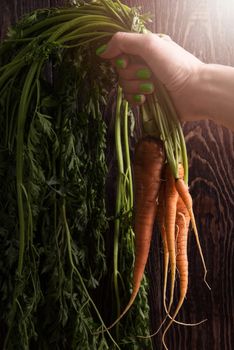 Freshly grown carrots on wooden table