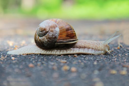 Snail on the road