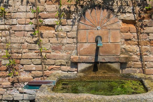 Summer sunny garden with a bricks wall and a basin with green water.