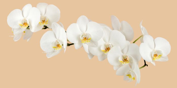 romantic branch of white orchid on beige background, studio shoot