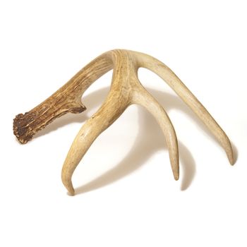 One side of a white dailed buck antler isolated over a white base background.