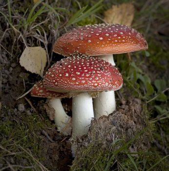 Amanita in autumn forest, poisonous mushrooms.