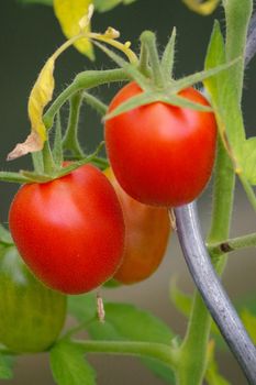 a fresh organic raw tomato hang on a branch in the garden
