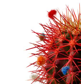 Decorated red needles of green cactus on white background