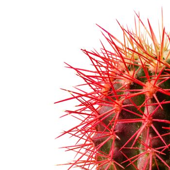 Red needles of green isolated cactus on white background