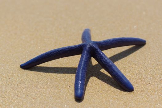 Blue starfish on the white sand in Thailand