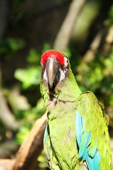 Green parrot animal portrait close up