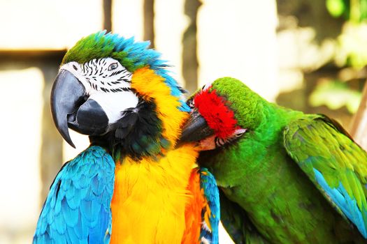 Colorful couple parrots sitting and cleaning like kissing each other