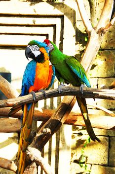 Colorful couple parrots sitting and cleaning like kissing each other