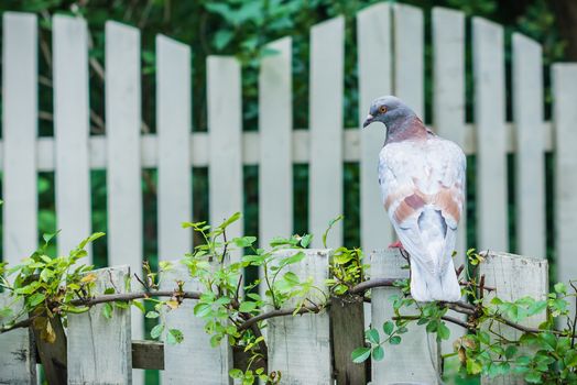 The dove sitting on a white wooden fence in the garden