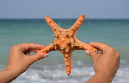 Close-up of the hands of a young girl s holding a starfish at the beach