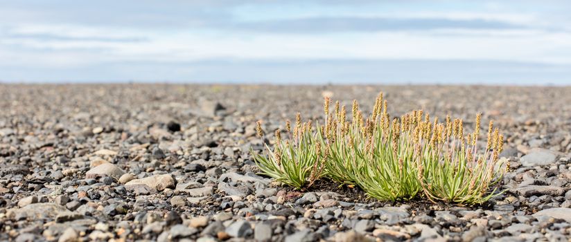 Plant growing on the black sand of Iceland