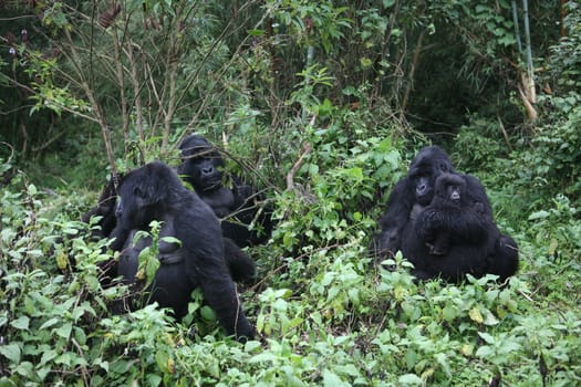 Wild Gorilla animal Rwanda Africa tropical Forest