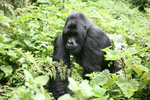 Wild Gorilla animal Rwanda Africa tropical Forest