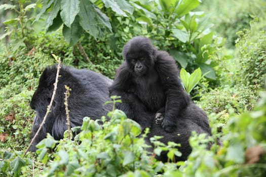 Wild Gorilla animal Rwanda Africa tropical Forest