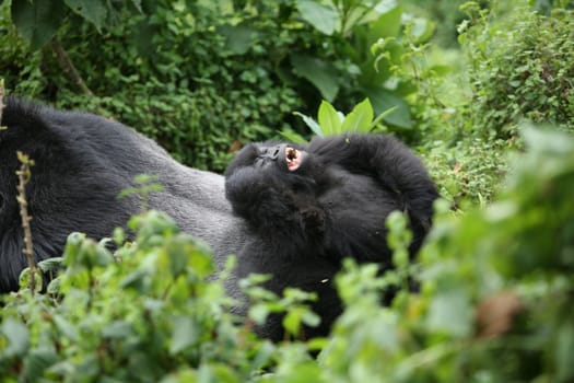 Wild Gorilla animal Rwanda Africa tropical Forest