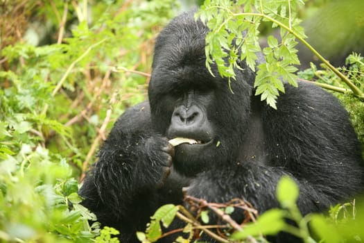 Wild Gorilla animal Rwanda Africa tropical Forest