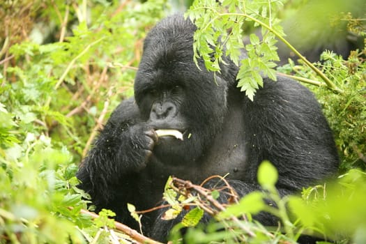 Wild Gorilla animal Rwanda Africa tropical Forest